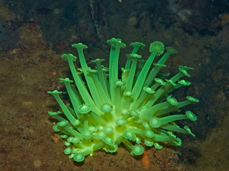 Soft Coral, New York Wreck
